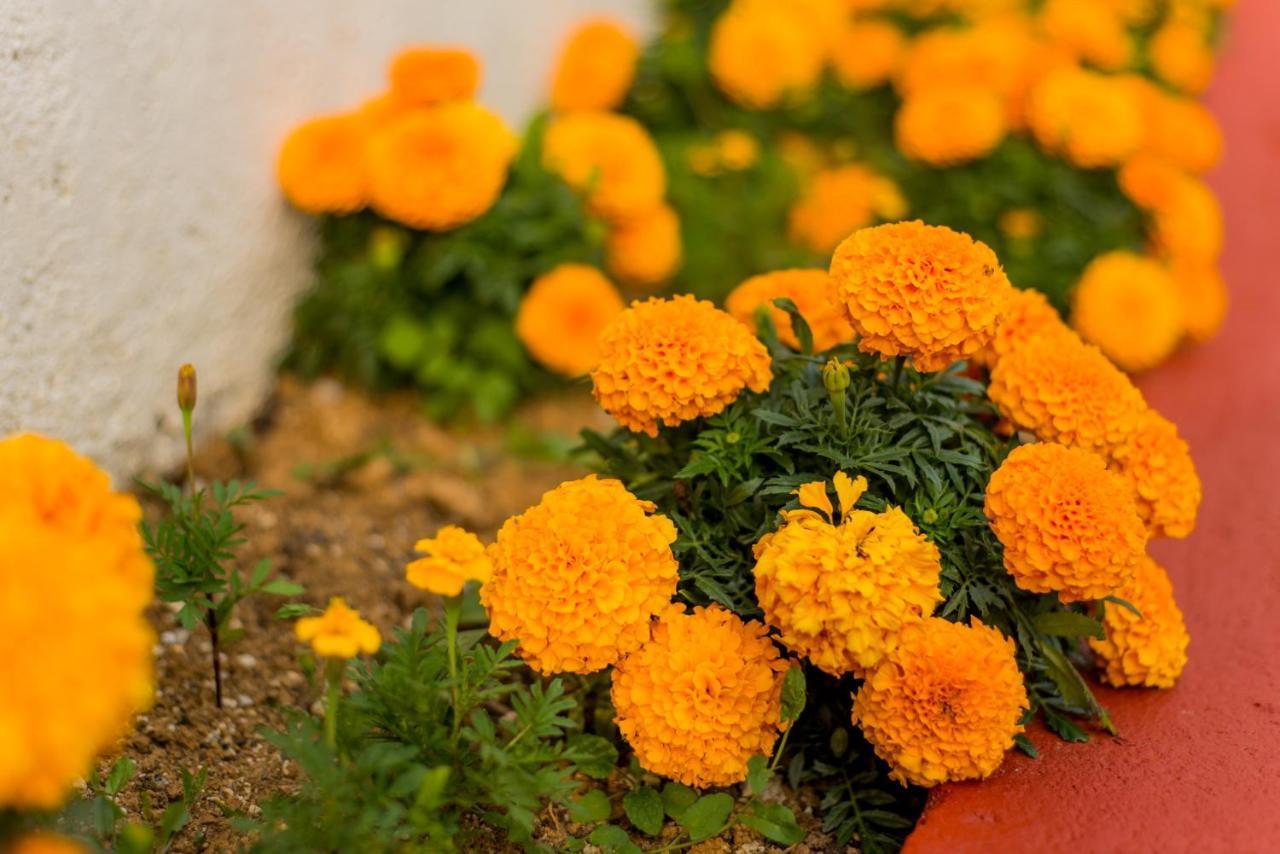 Gardenlux Sarajevo Villa Ngoại thất bức ảnh